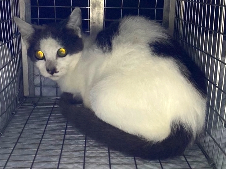 千葉県印旛郡酒々井町：トラバサミによる猫虐待事件：経過報告10/3：４匹保護