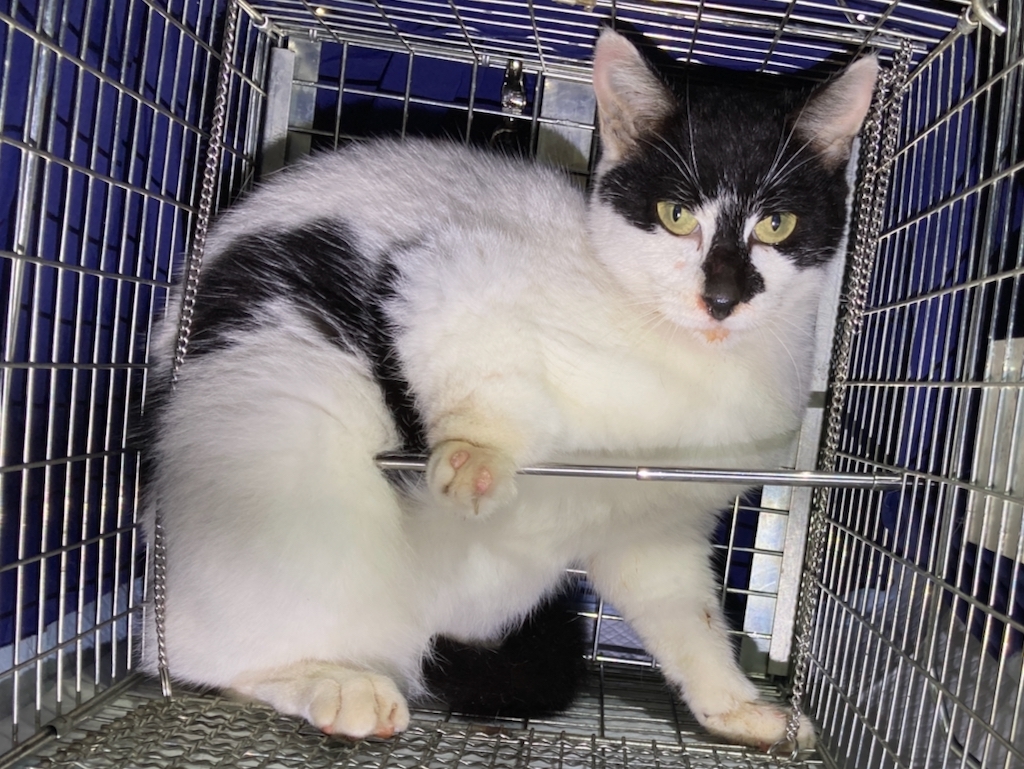千葉県印旛郡酒々井町：トラバサミによる猫虐待事件：経過報告11/13：２匹保護