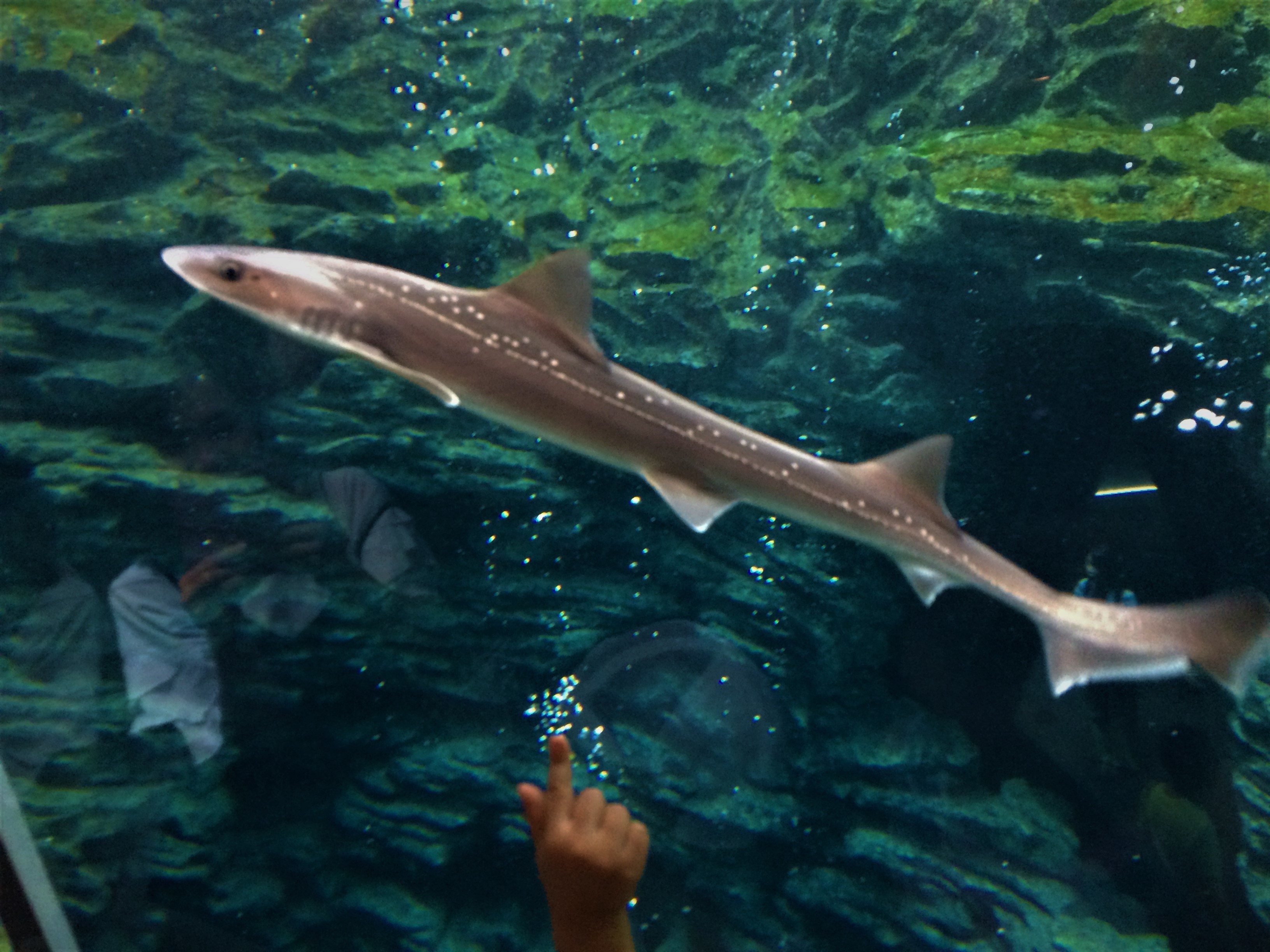 上越市立水族博物館うみがたりサメ