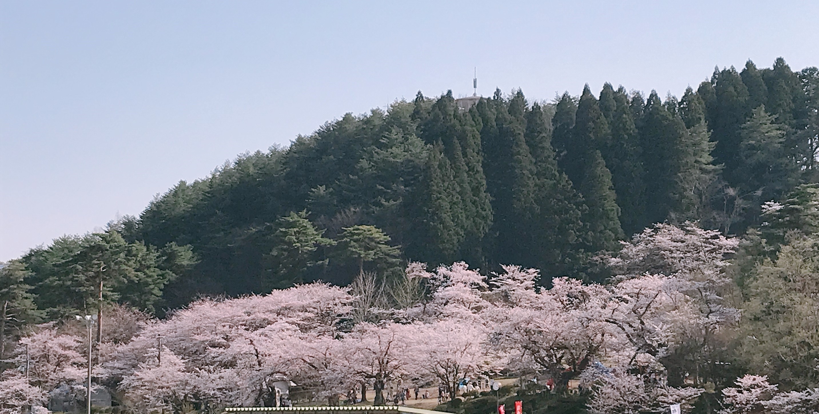 村松公園の桜3