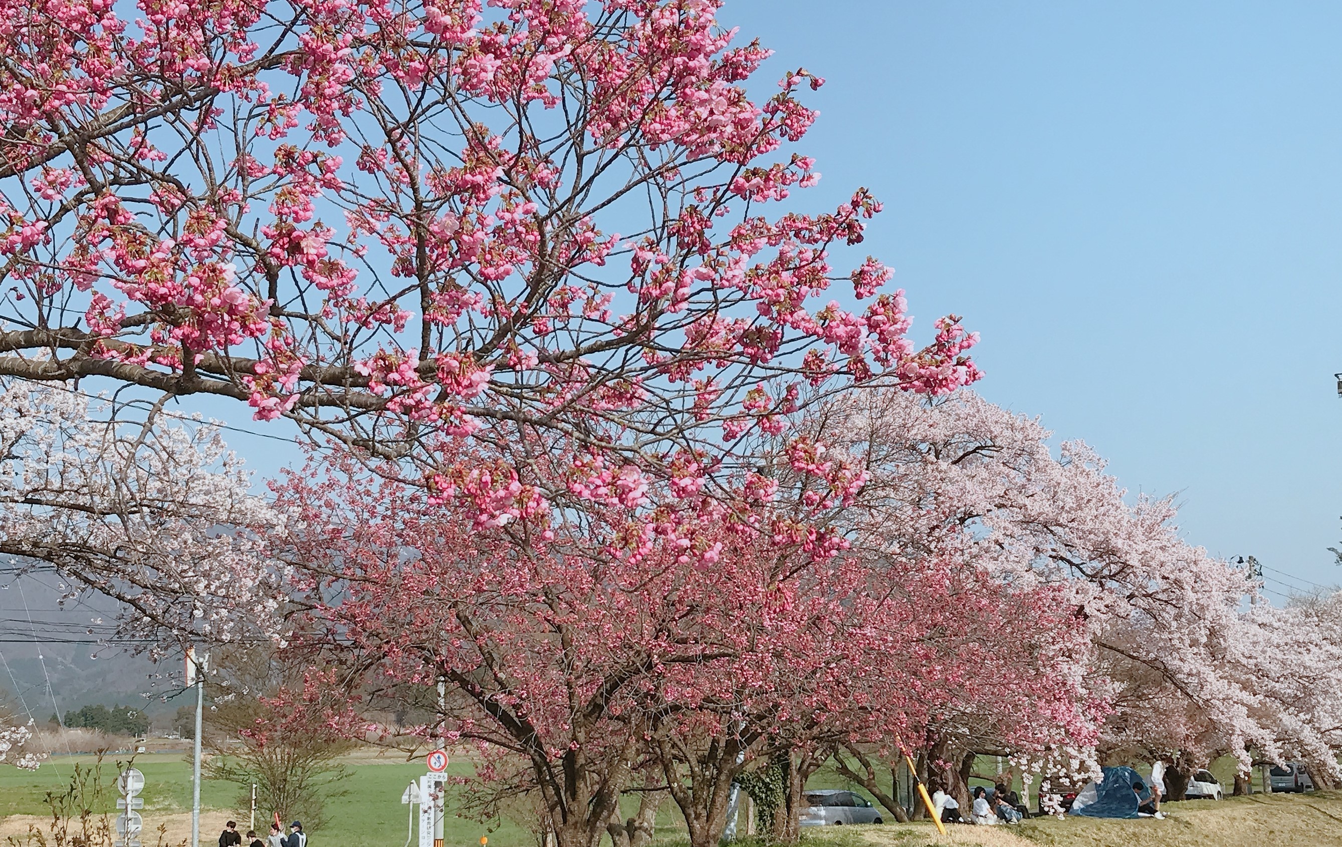 村松公園の桜2