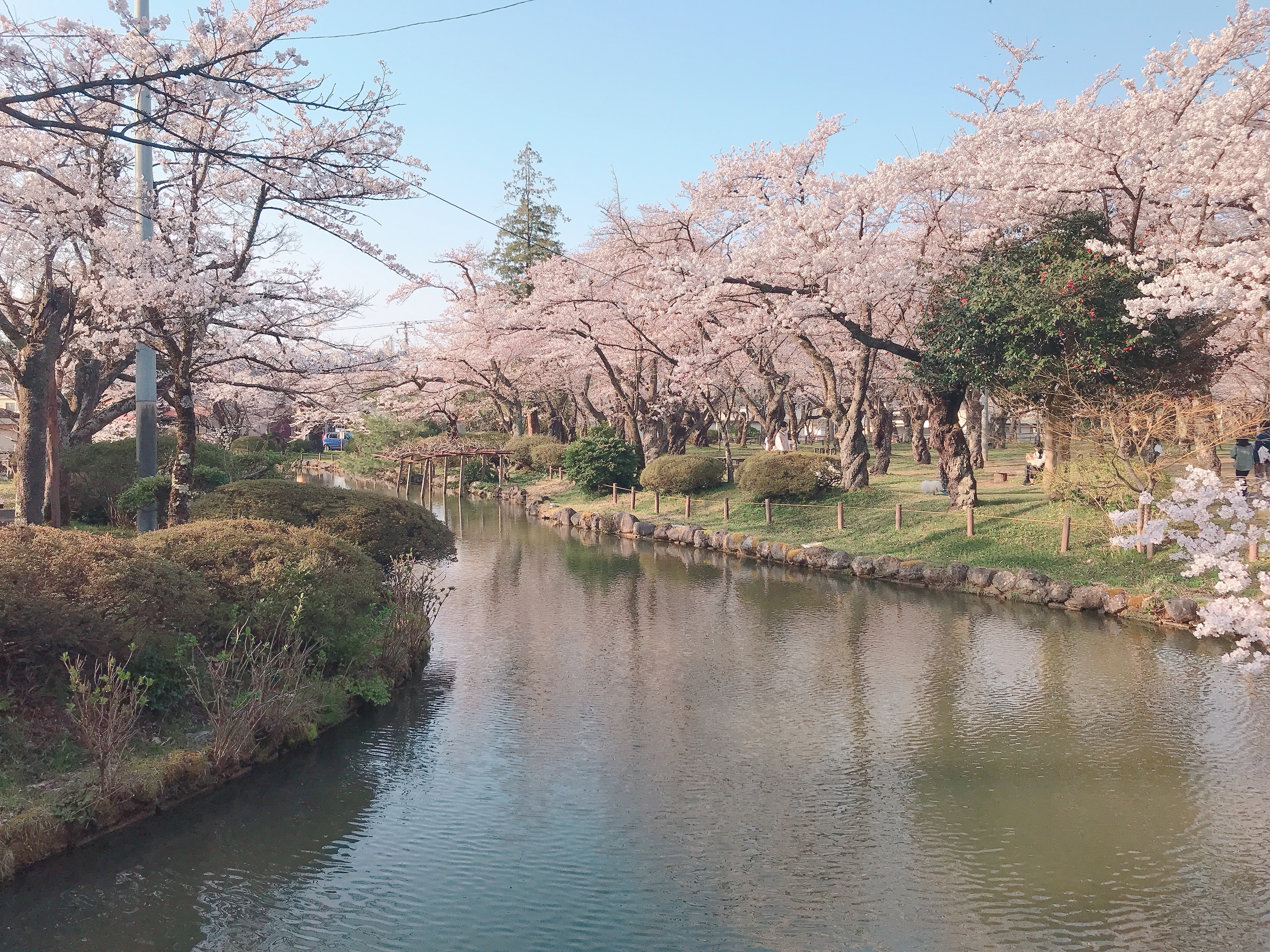 村松公園の桜4