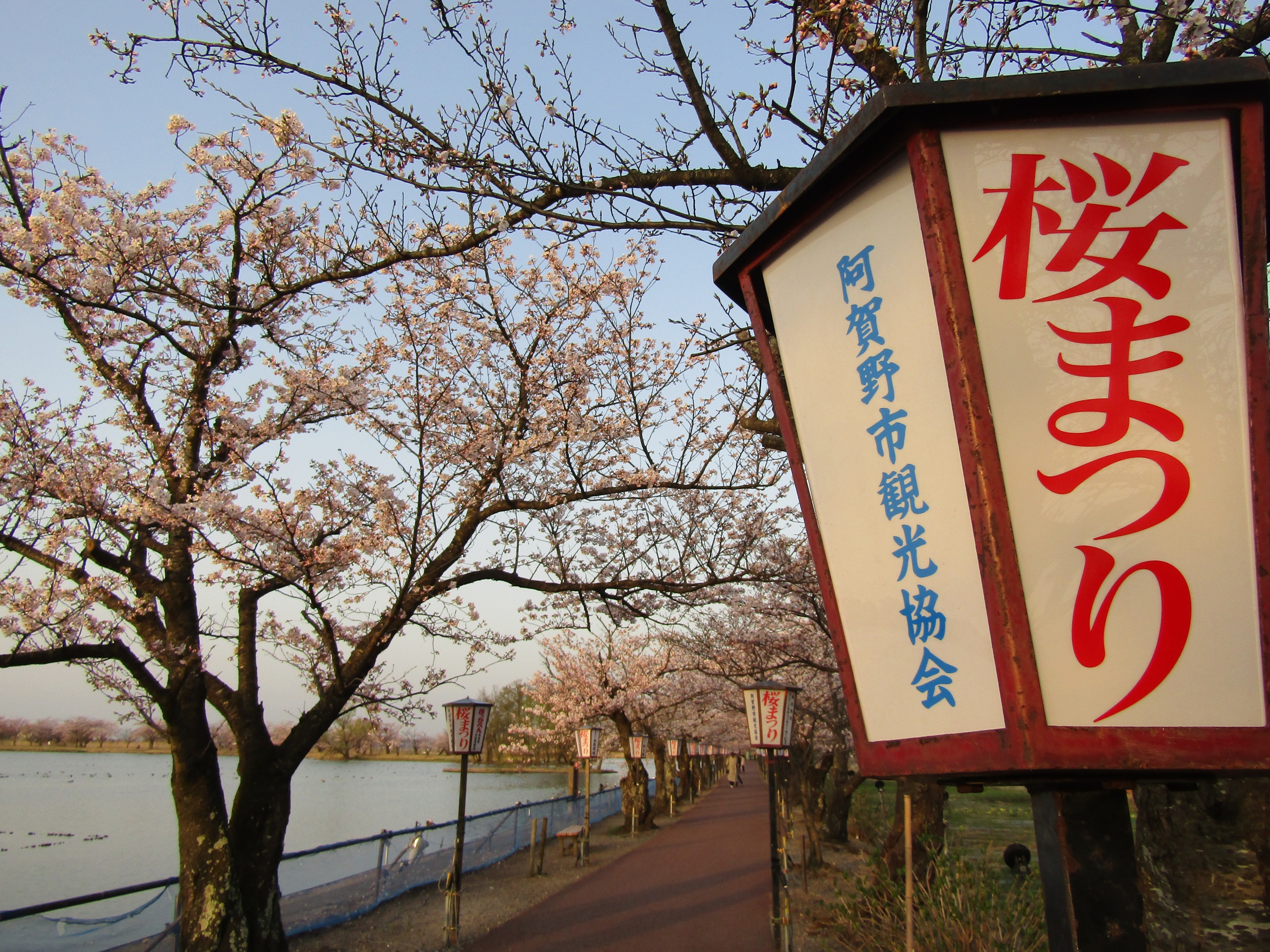 阿賀野市の瓢湖と桜1