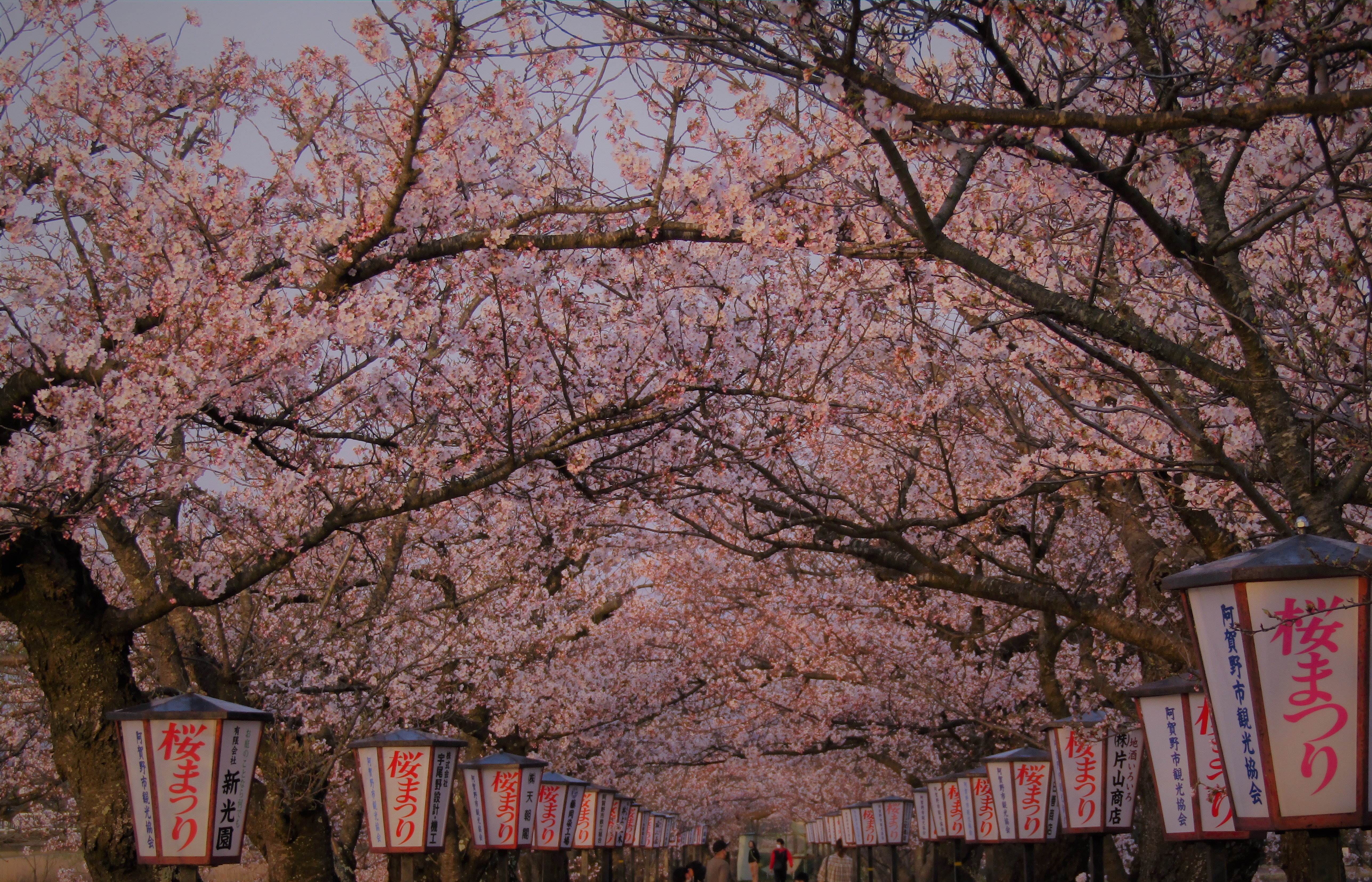阿賀野市の瓢湖と桜2