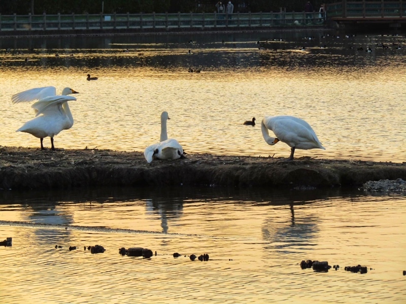 阿賀野市の瓢湖の桜と白鳥5
