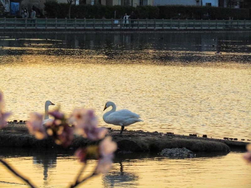 阿賀野市の瓢湖の桜と白鳥7