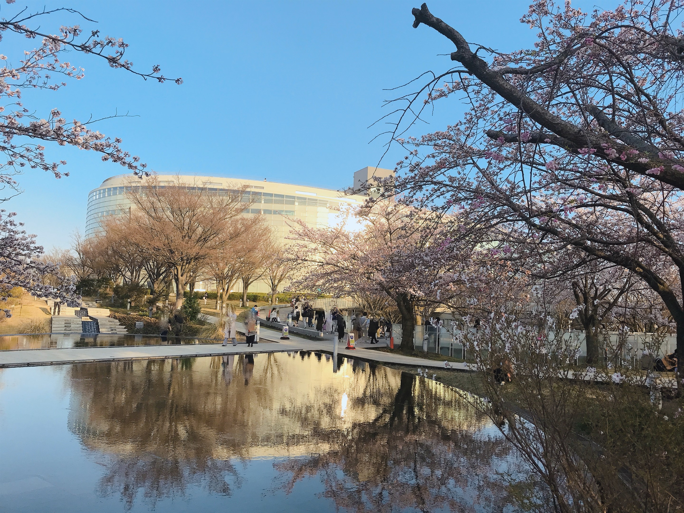 芸術文化会館と桜