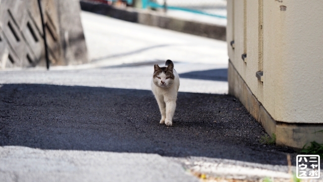 猫旅　高松　男木島　猫