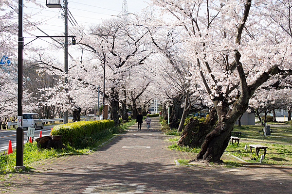 雨池公園桜