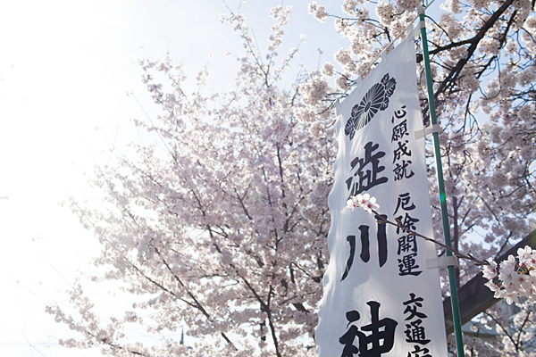澁川神社桜