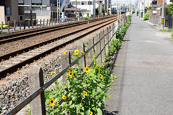 瀬戸電沿い初夏風景
