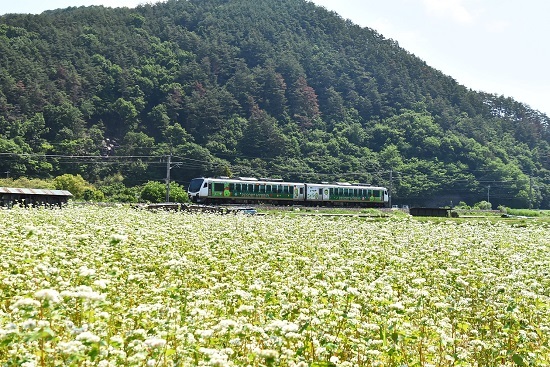 2022年6月19日撮影　篠ノ井線　聖高原　蕎麦の花とリゾートビュー諏訪湖