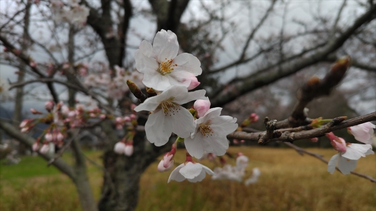 箕田の公園の桜