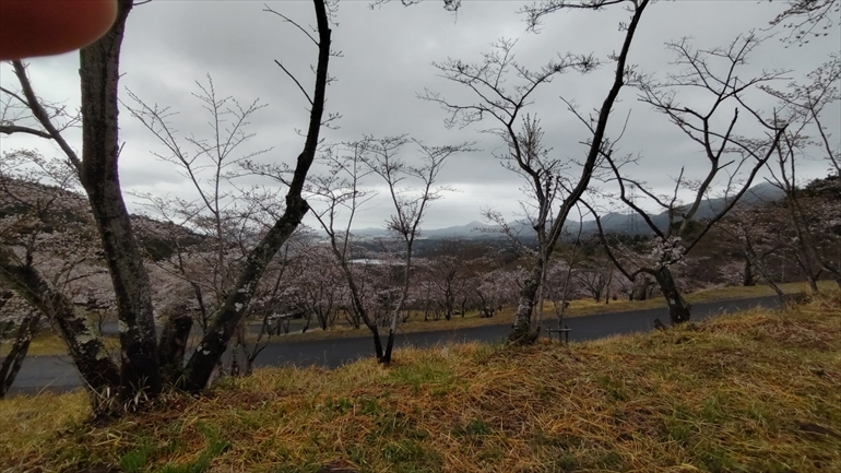 仲哀公園の桜