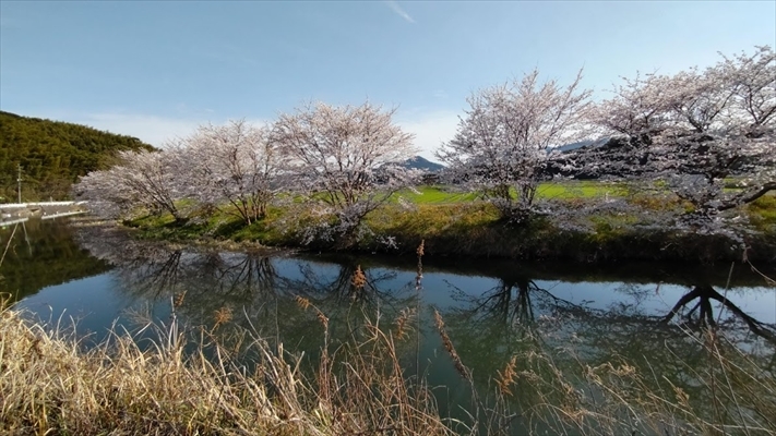 長峡川で咲く桜