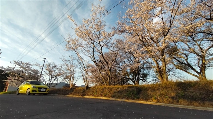 箕田の公園の桜