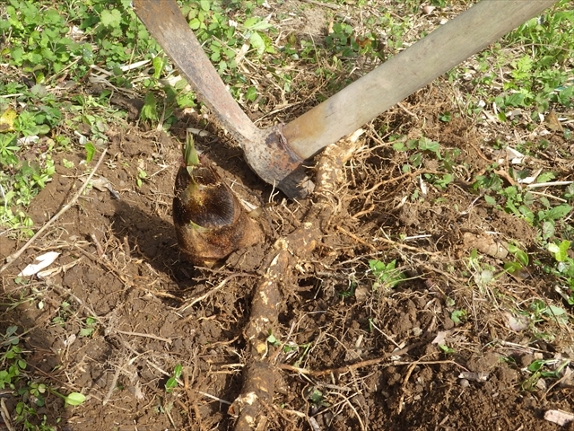 筍掘り　地下茎まで