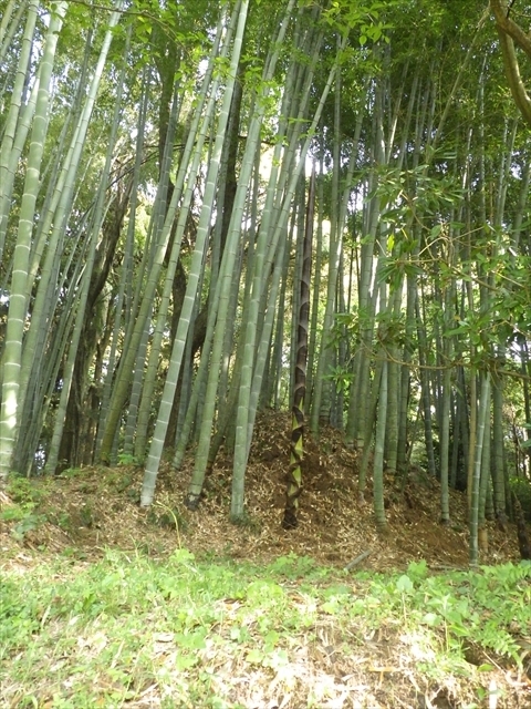 伸びた竹