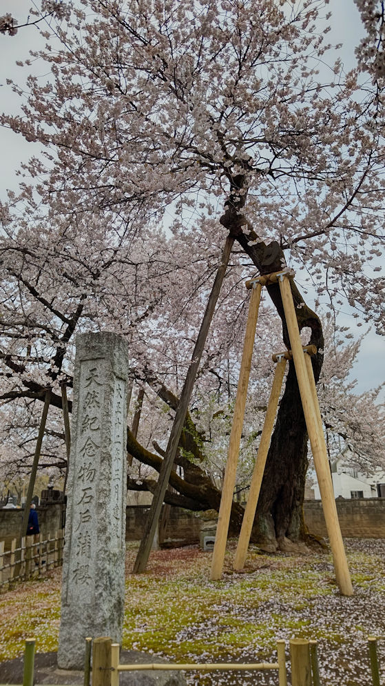 石戸蒲桜2