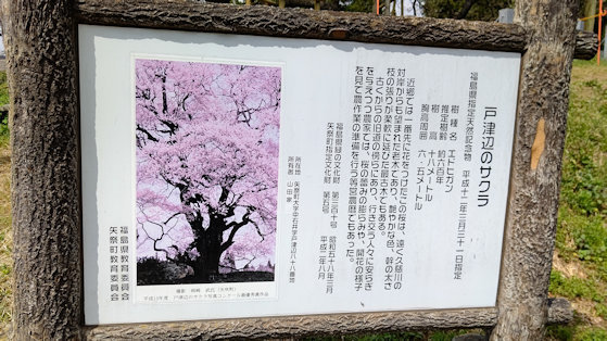 戸津辺の桜1