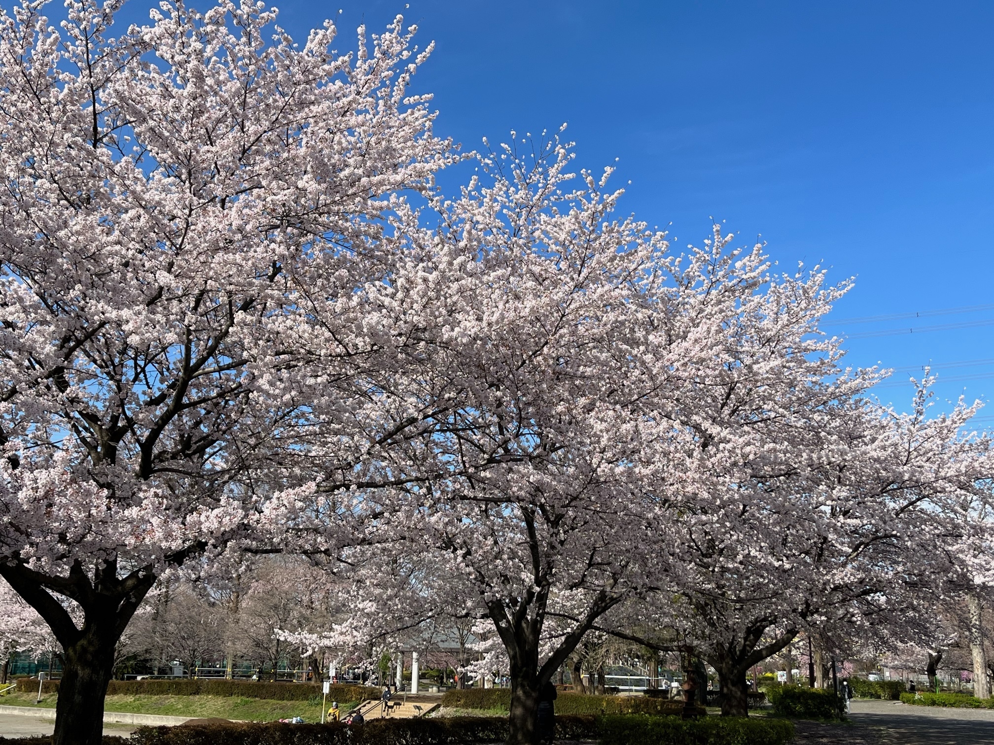桜並木２０２２