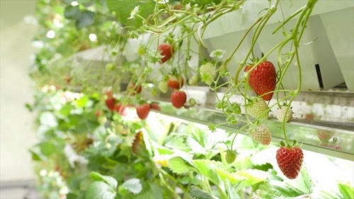 strawberries-md-farm-01.jpg