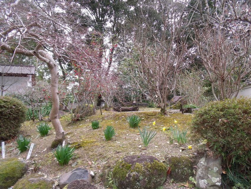 茶花の庭の春