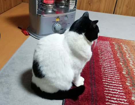 猫　暖房　リビング