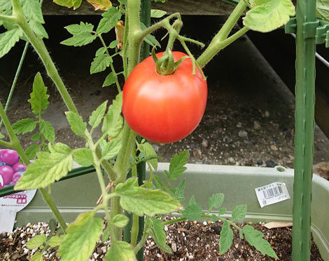 家庭菜園　トマト　ガーデニング