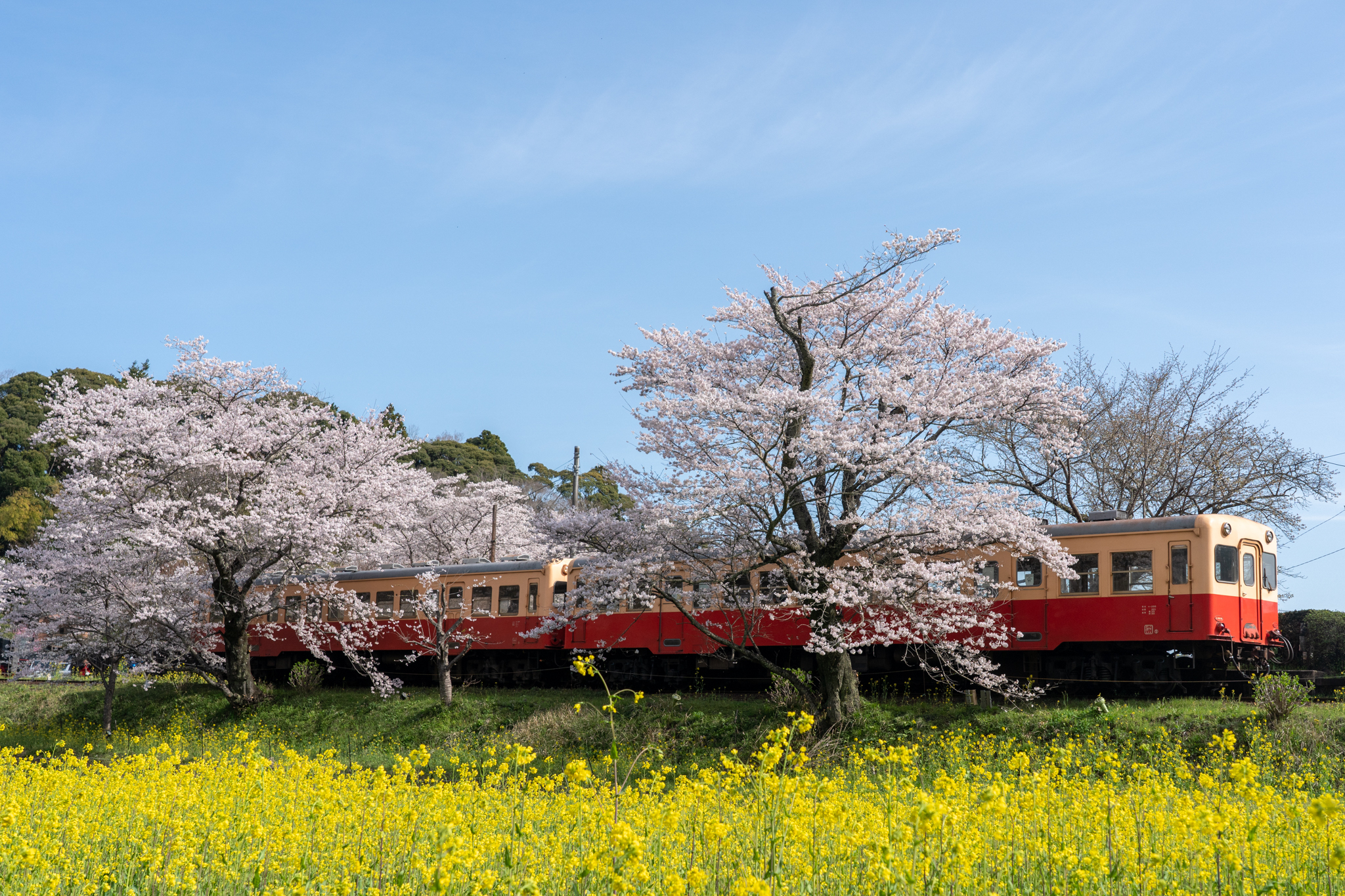 20220402_飯給駅の菜の花と桜とディーゼルカー