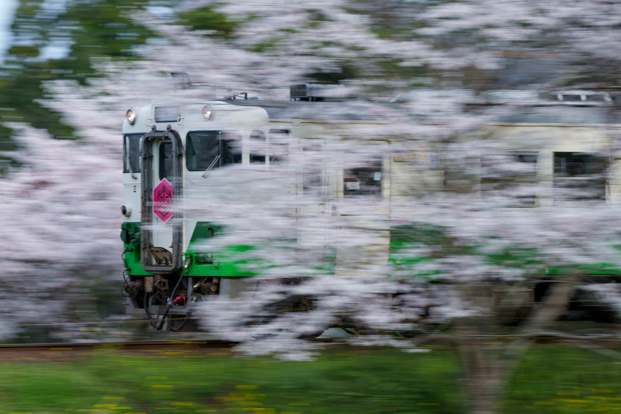 20220402_小湊鐵道で復活した東北色のキハ40と桜の共演