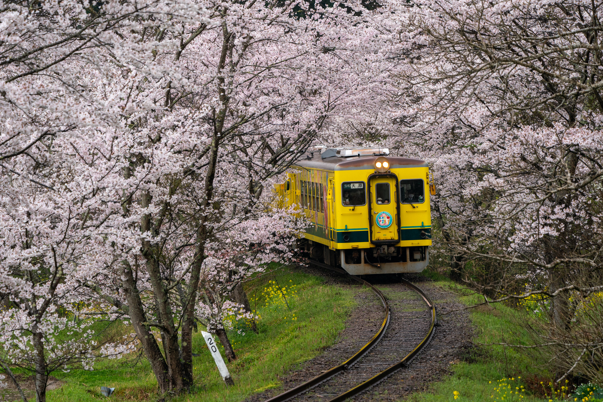 20220403_桜トンネルで有名な東総元カーブを行く普通列車