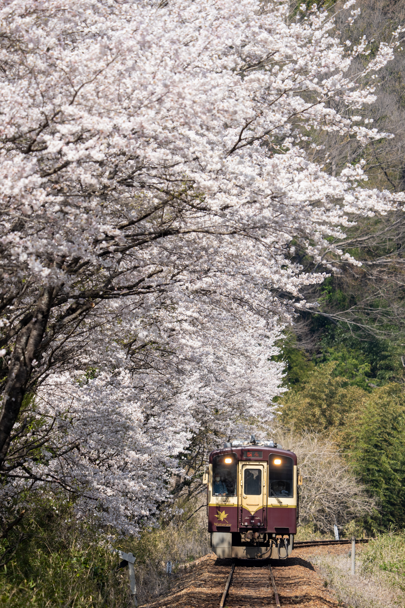 20220409_中野駅付近の桜のストレートを行く桐生行き普通列車