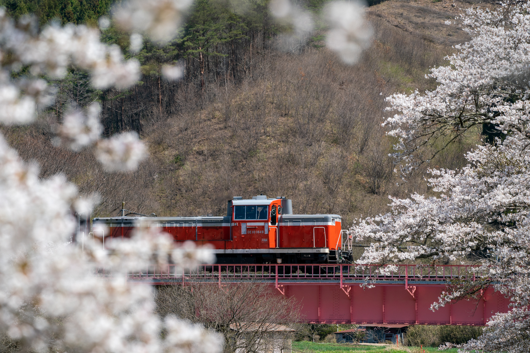 20220417_夏井川の両岸いっぱいの桜と陽春磐越東西線号の送り込み回送