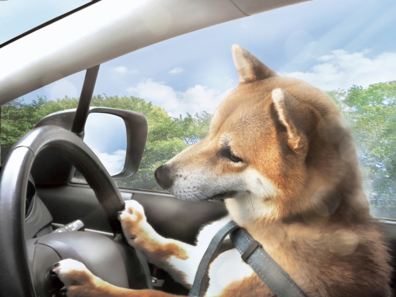 車の運転する犬